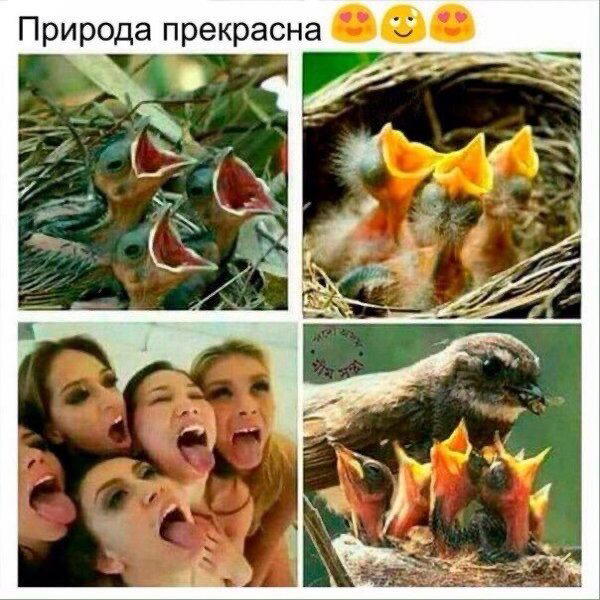 Дичка на выходные