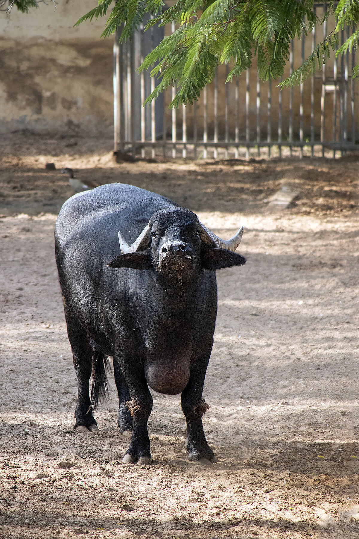 Милый мастодонт