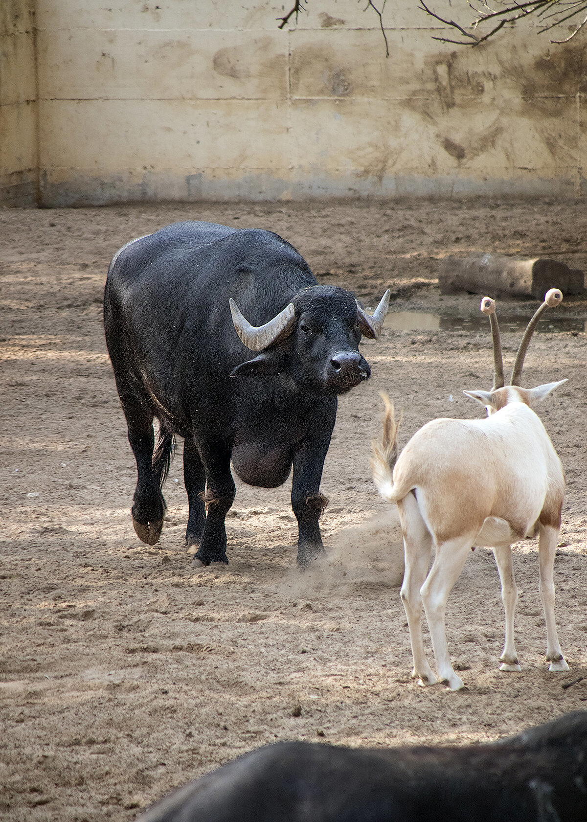 Милый мастодонт