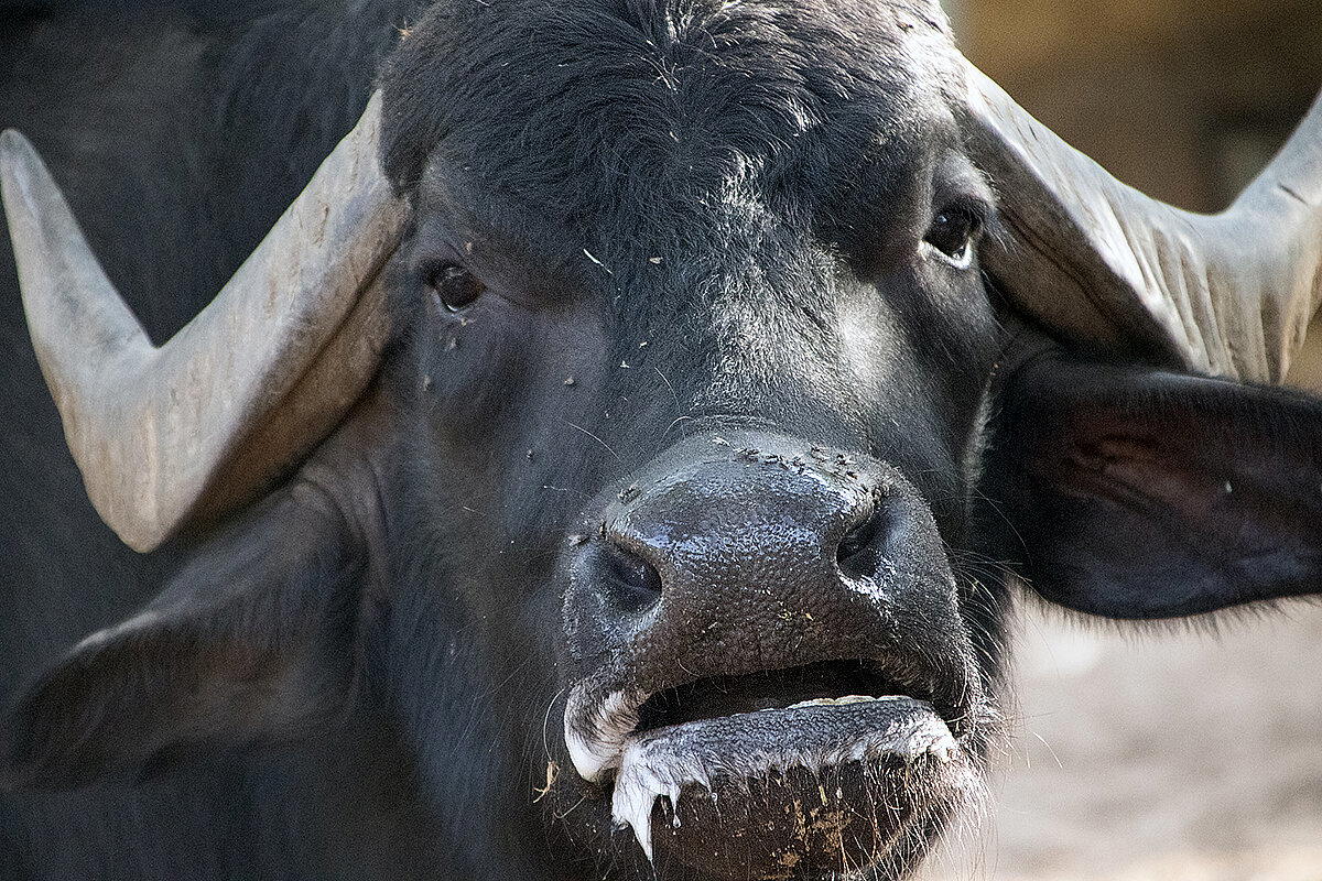 Милый мастодонт