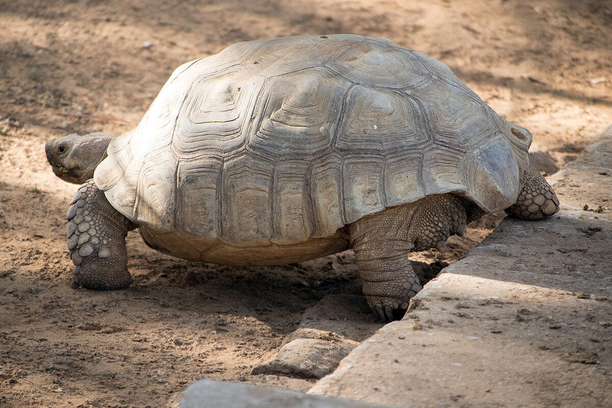 Милый мастодонт