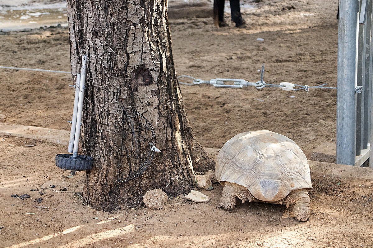 Милый мастодонт