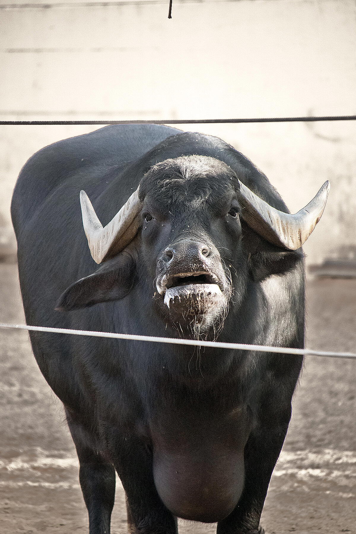 Милый мастодонт