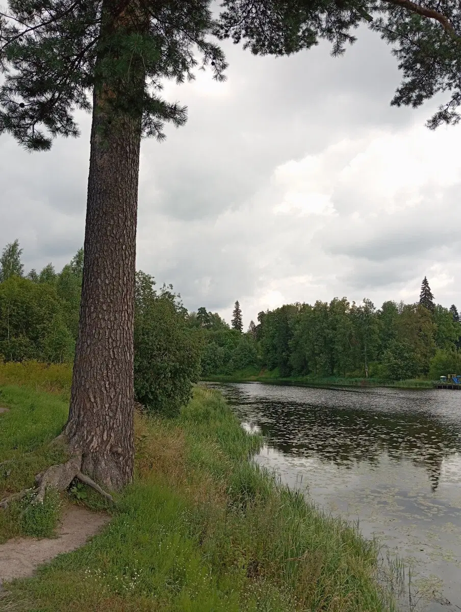 Летняя прогулка в окрестностях реки Оредеж