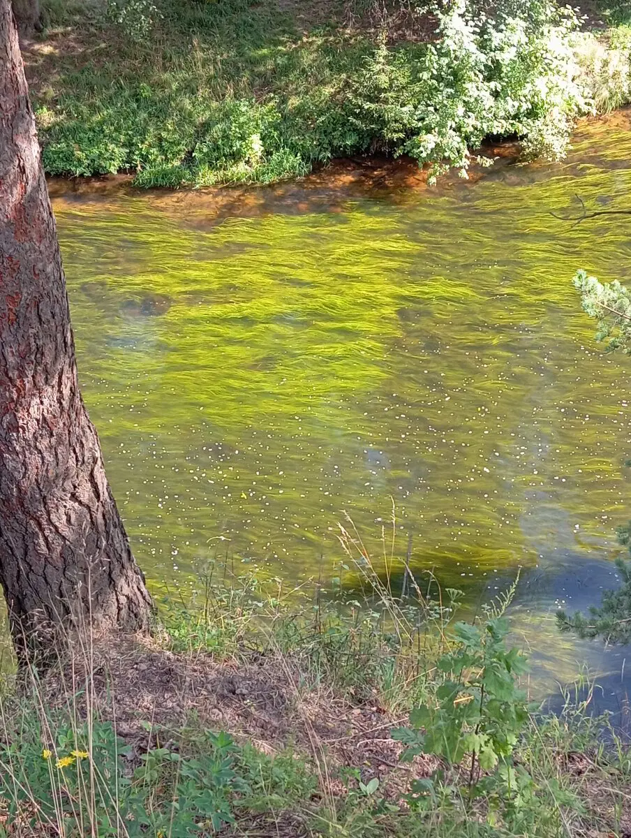 Летняя прогулка в окрестностях реки Оредеж