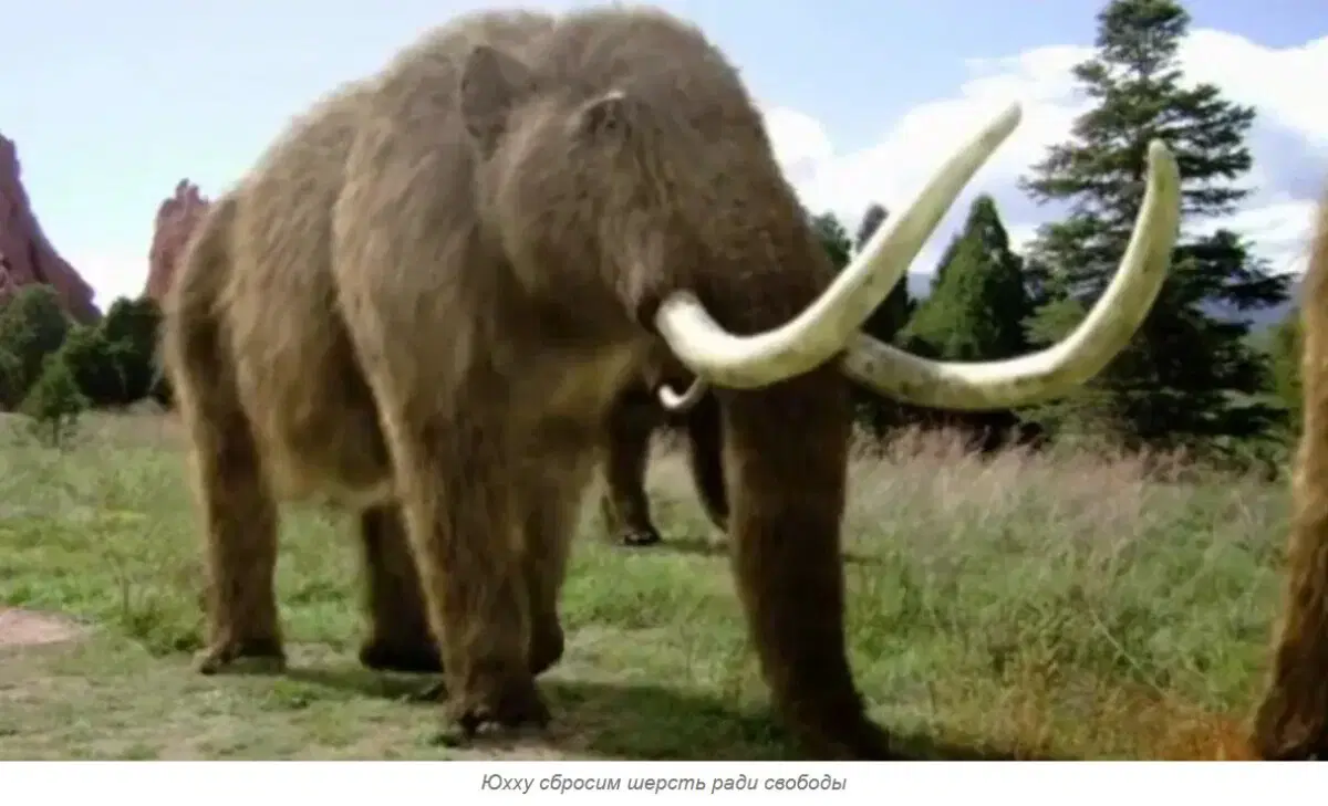 Ивент Вомбата. Слово недели - Шампунь