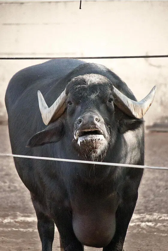 Ивент Вомбата. Слово недели - Шампунь