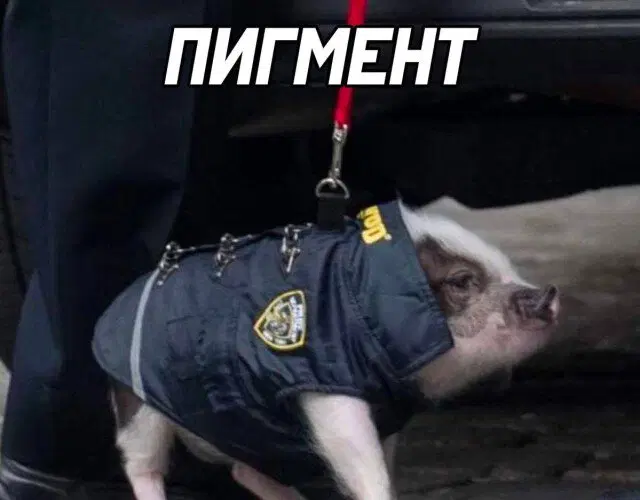 Дичька на новую неделю. Заряд дичи )))