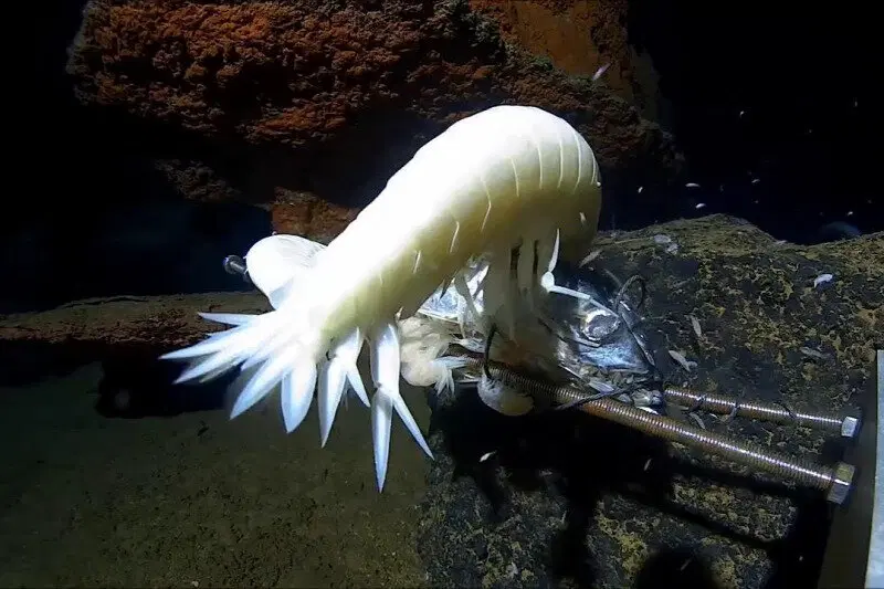 Гигантский бокоплав. Таких креветок вы еще не видели