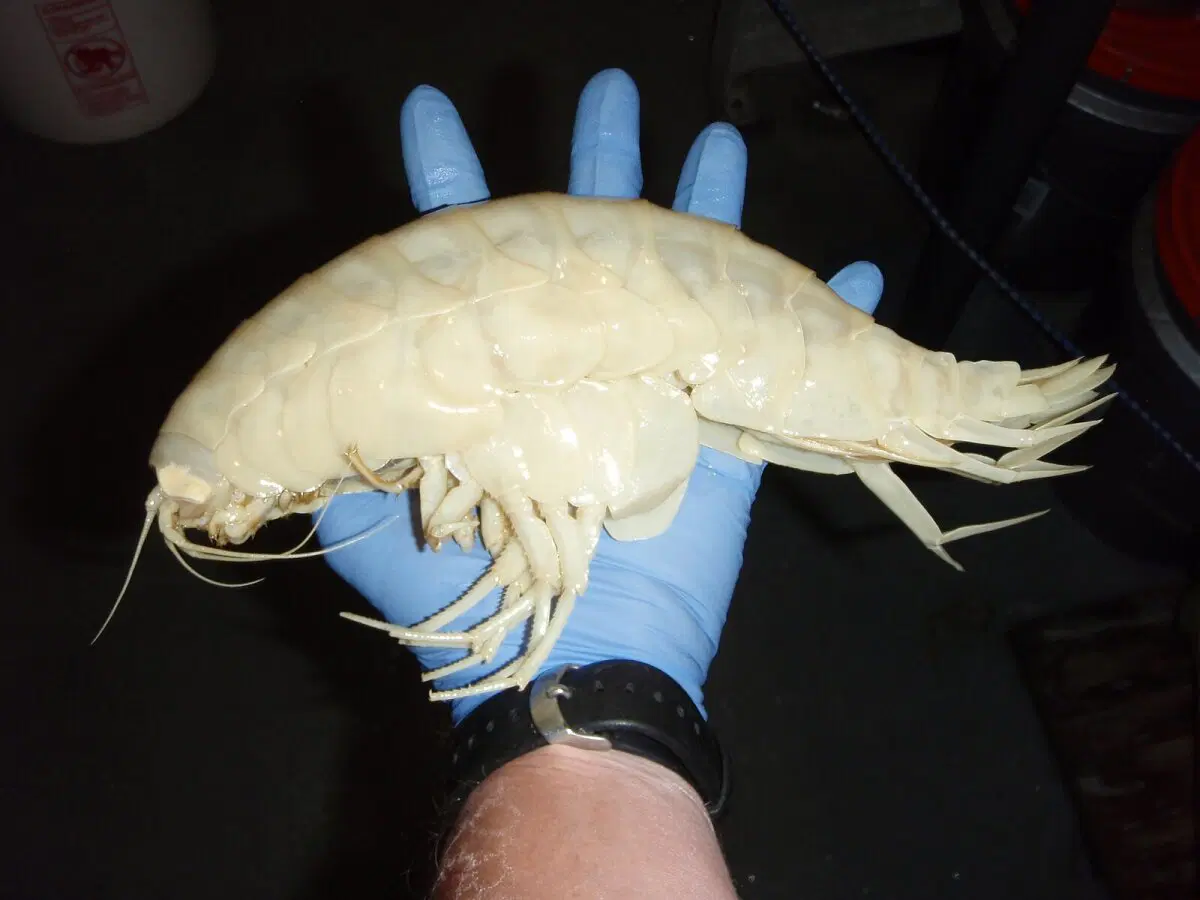 Гигантский бокоплав. Таких креветок вы еще не видели