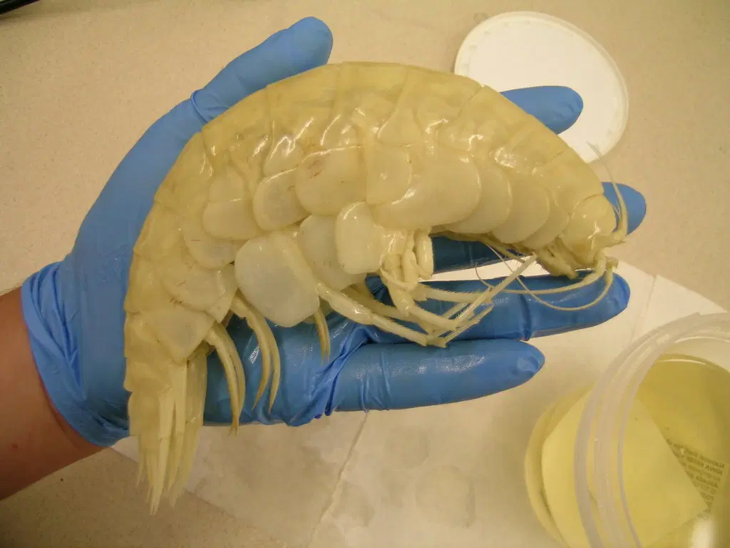 Гигантский бокоплав. Таких креветок вы еще не видели