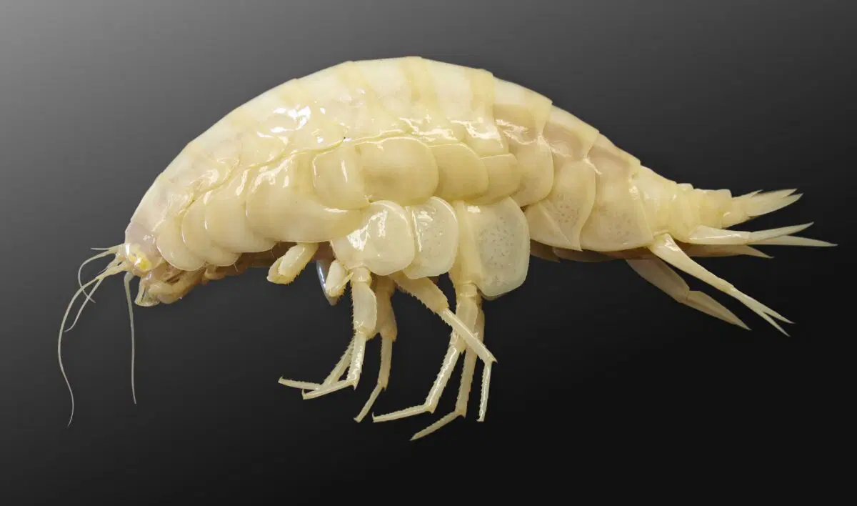 Гигантский бокоплав. Таких креветок вы еще не видели