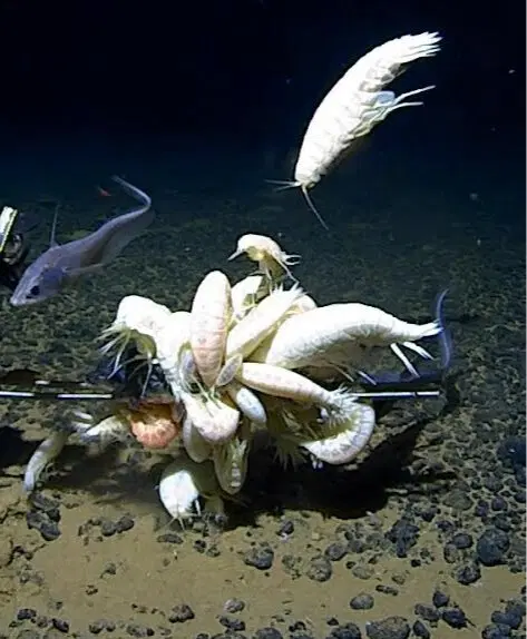 Гигантский бокоплав. Таких креветок вы еще не видели