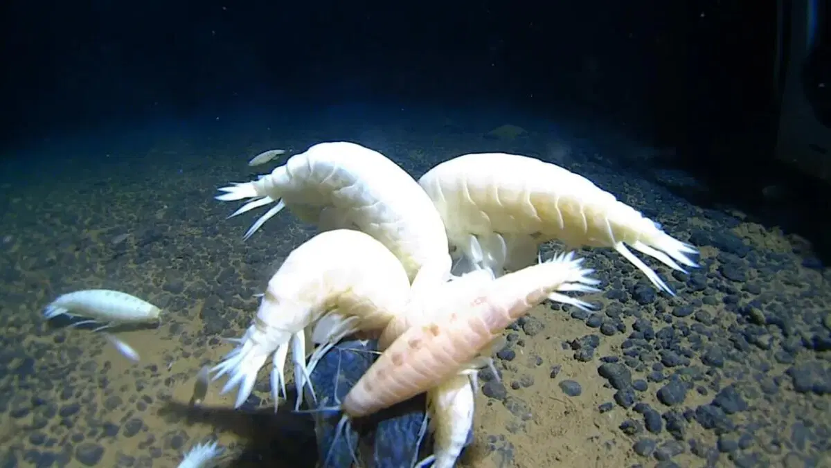 Гигантский бокоплав. Таких креветок вы еще не видели