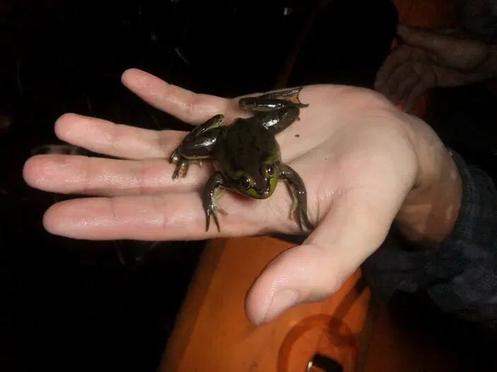 Взрослая особь