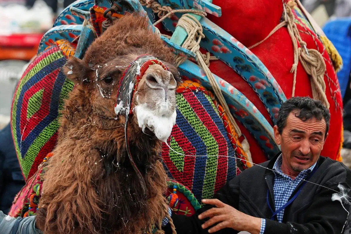 Плевок верблюда — страшнее, чем кажется