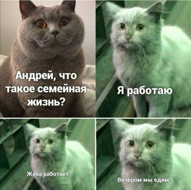 Среда, и пахнет спелой дочкой.