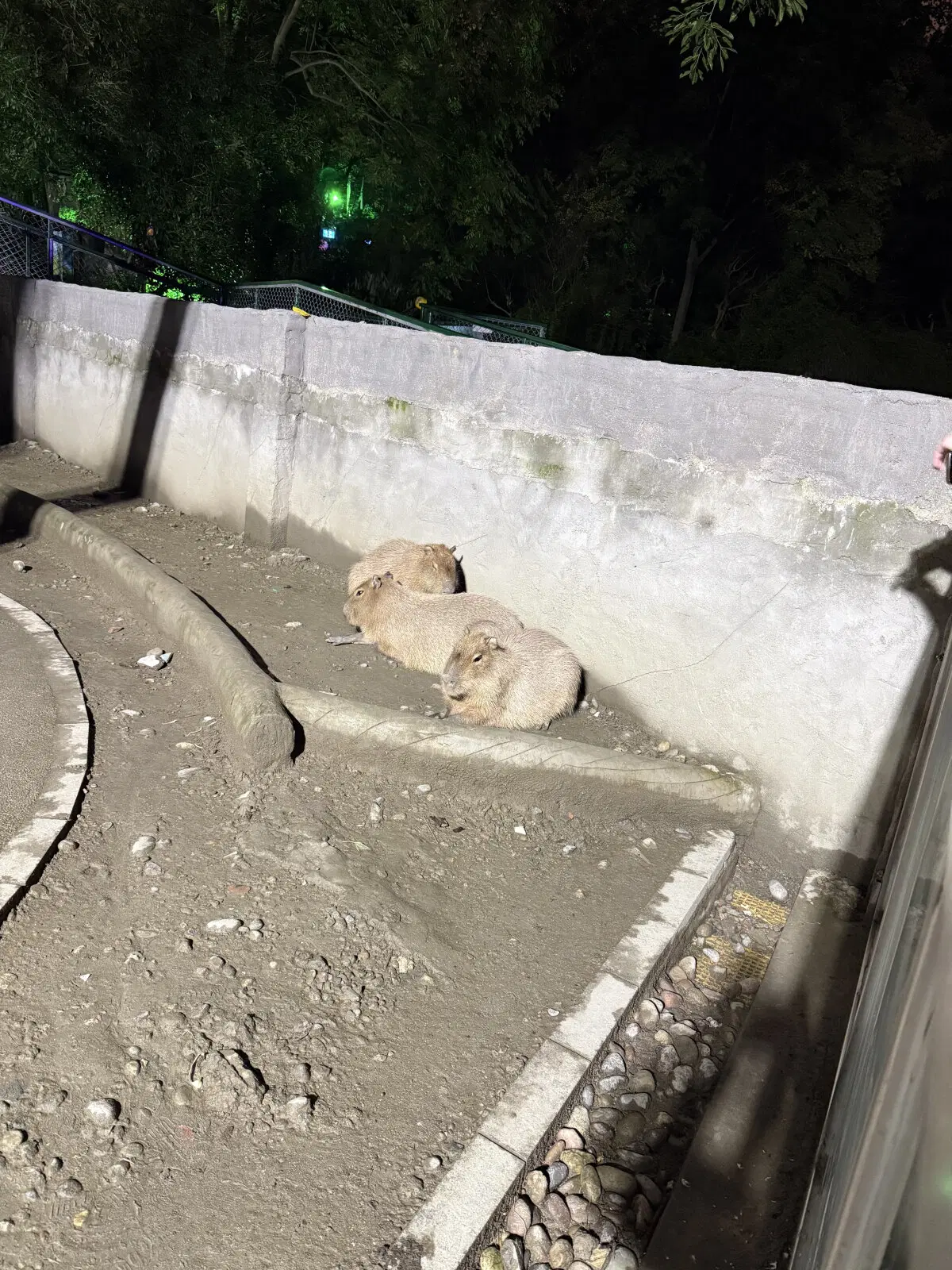 Где они были я не знаю, но там были капибары. :)