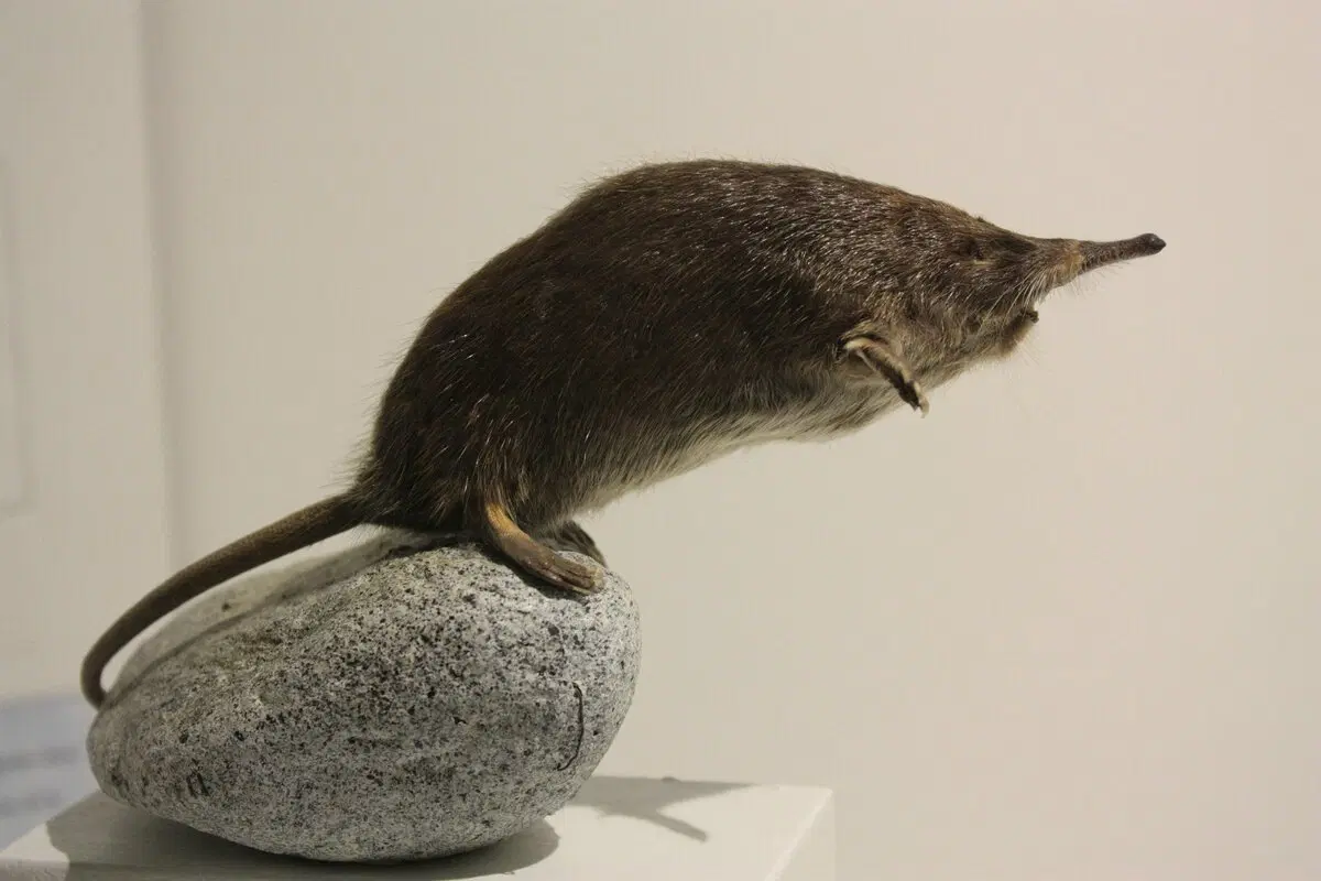 Пиренейская выхухоль: Похож на ошибку эволюции, но это идеальный водный хищник!