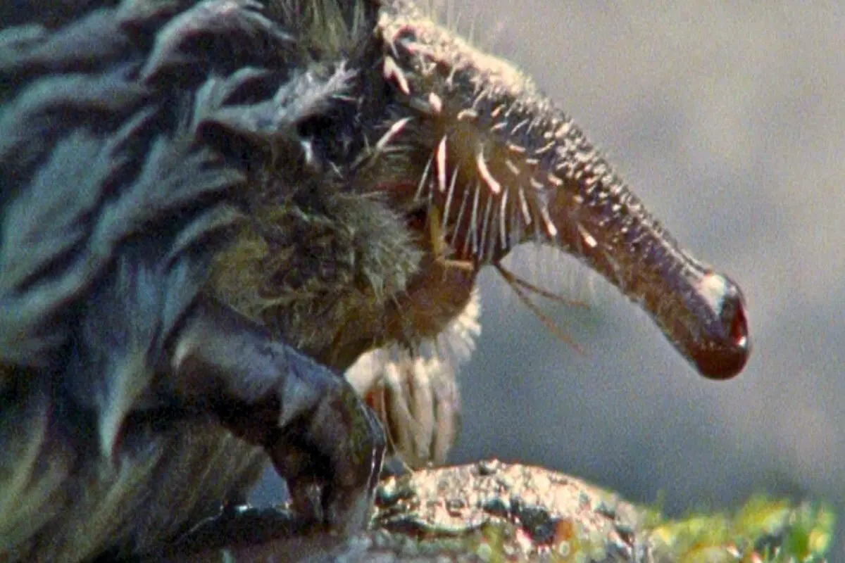 Пиренейская выхухоль: Похож на ошибку эволюции, но это идеальный водный хищник!