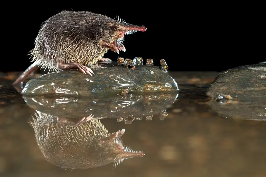 Пиренейская выхухоль: Похож на ошибку эволюции, но это идеальный водный хищник!