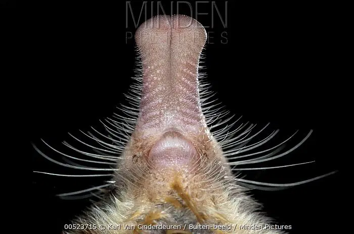 Пиренейская выхухоль: Похож на ошибку эволюции, но это идеальный водный хищник!