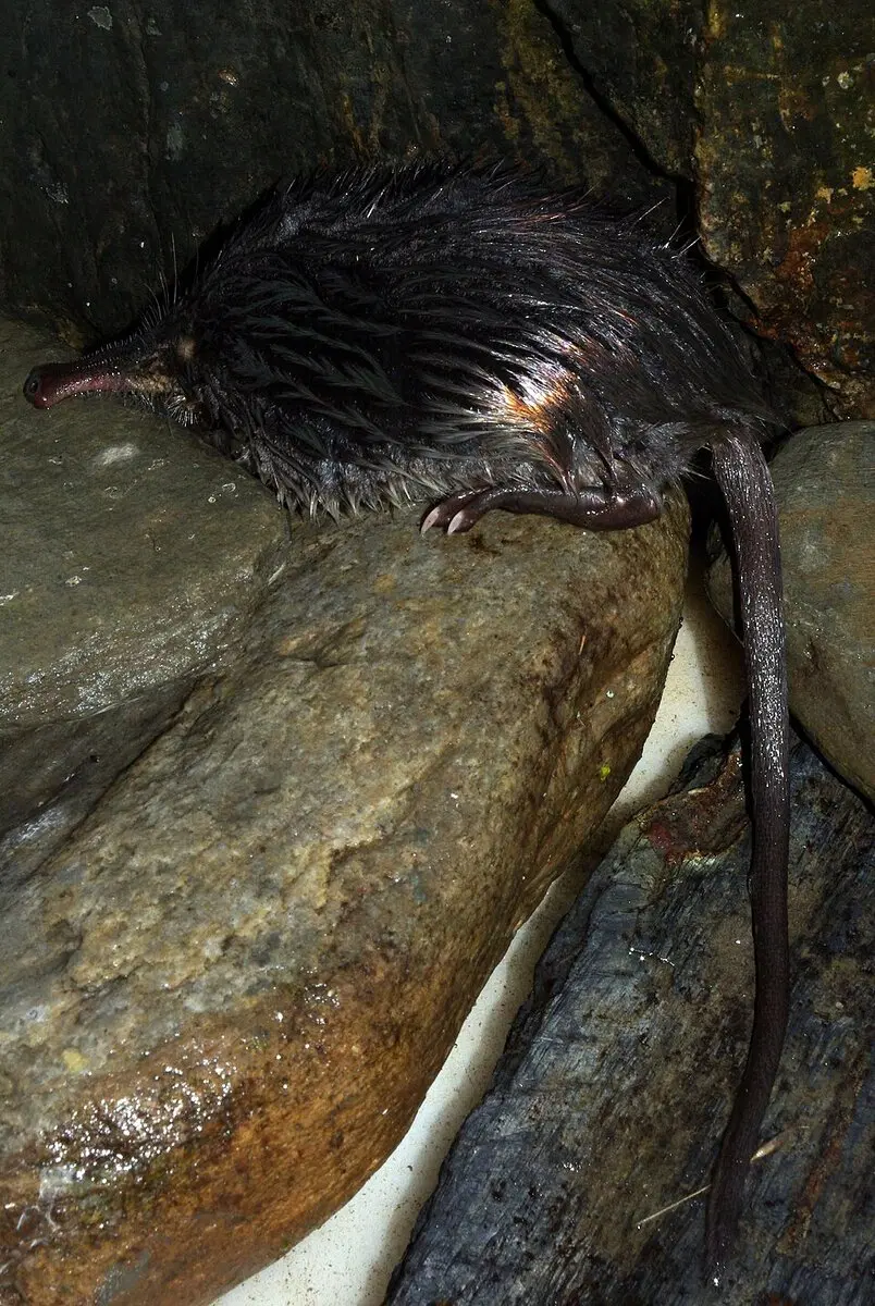 Пиренейская выхухоль: Похож на ошибку эволюции, но это идеальный водный хищник!