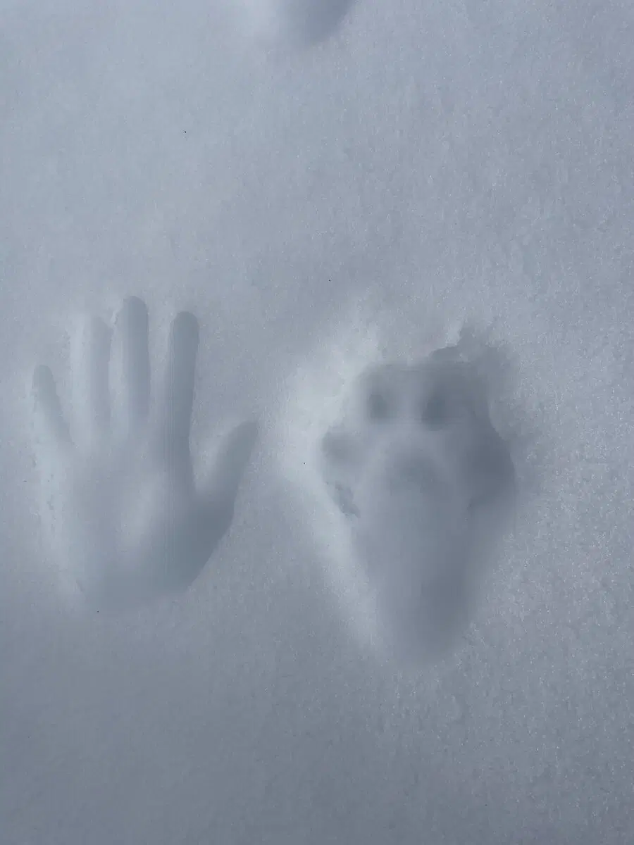 Канадская рысь: Её лапа, как у льва! Как кошке живётся с огромными ручищами?