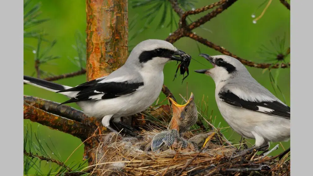 Крылатый колосажатель. Сорокопут. Мясник из мира птиц