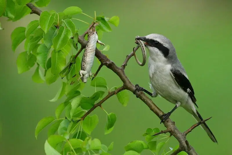 Крылатый колосажатель. Сорокопут. Мясник из мира птиц