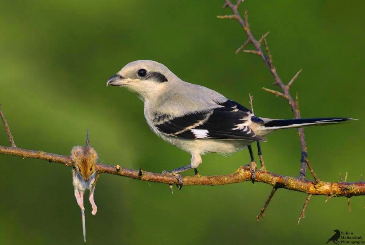 Крылатый колосажатель. Сорокопут. Мясник из мира птиц
