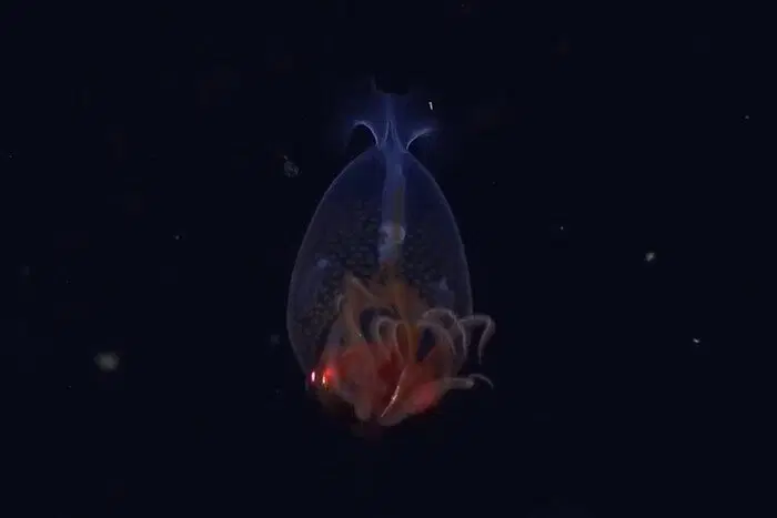 © Schmidt Ocean Institute