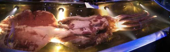 Образец, выставленный в Музее Новой Зеландии / © wikipedia.org