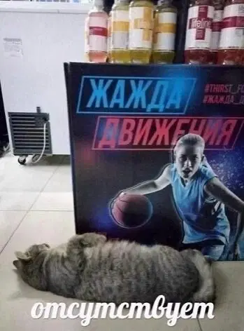 Дичка субботы шалом сестричка