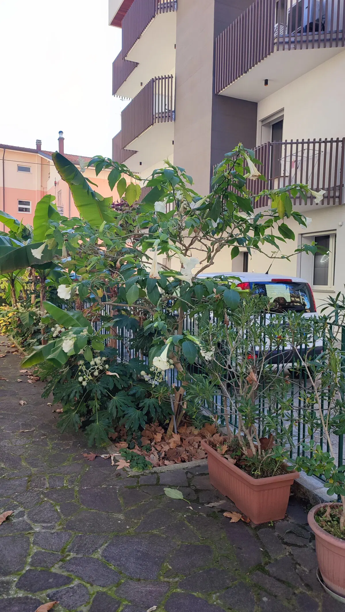 Цветы в декабре