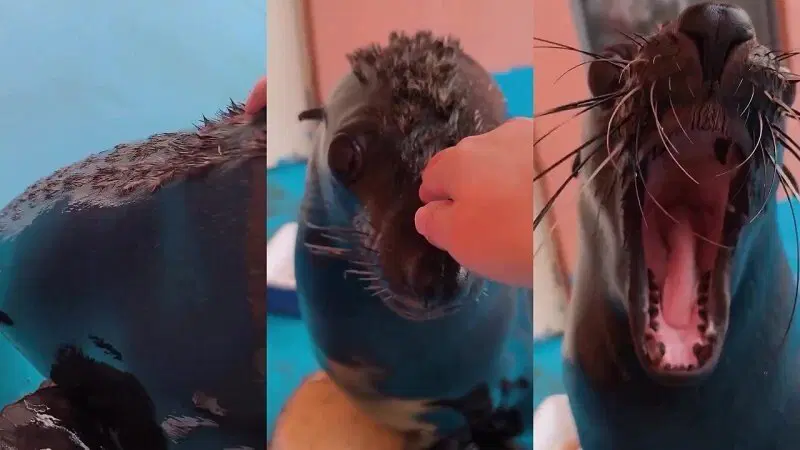 И морские котики шерстяные