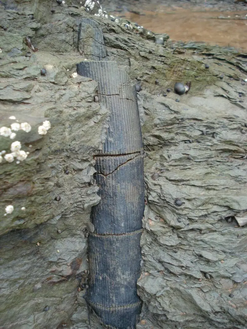 Тайна труб Байгонга