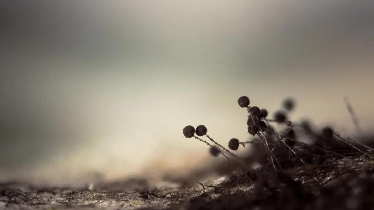 Черная плесень. Домашний тлен и токсины. Как ее победить?