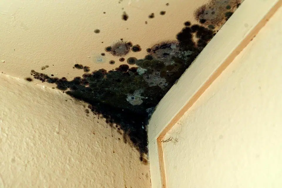Черная плесень. Домашний тлен и токсины. Как ее победить?
