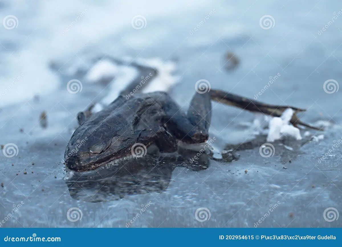 Лягушачий день