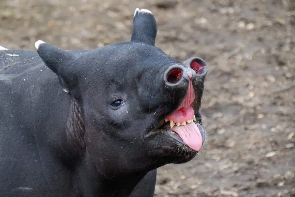 Тапир: Остановился в развитии и ему хорошо. Самое непонятное из крупных животных