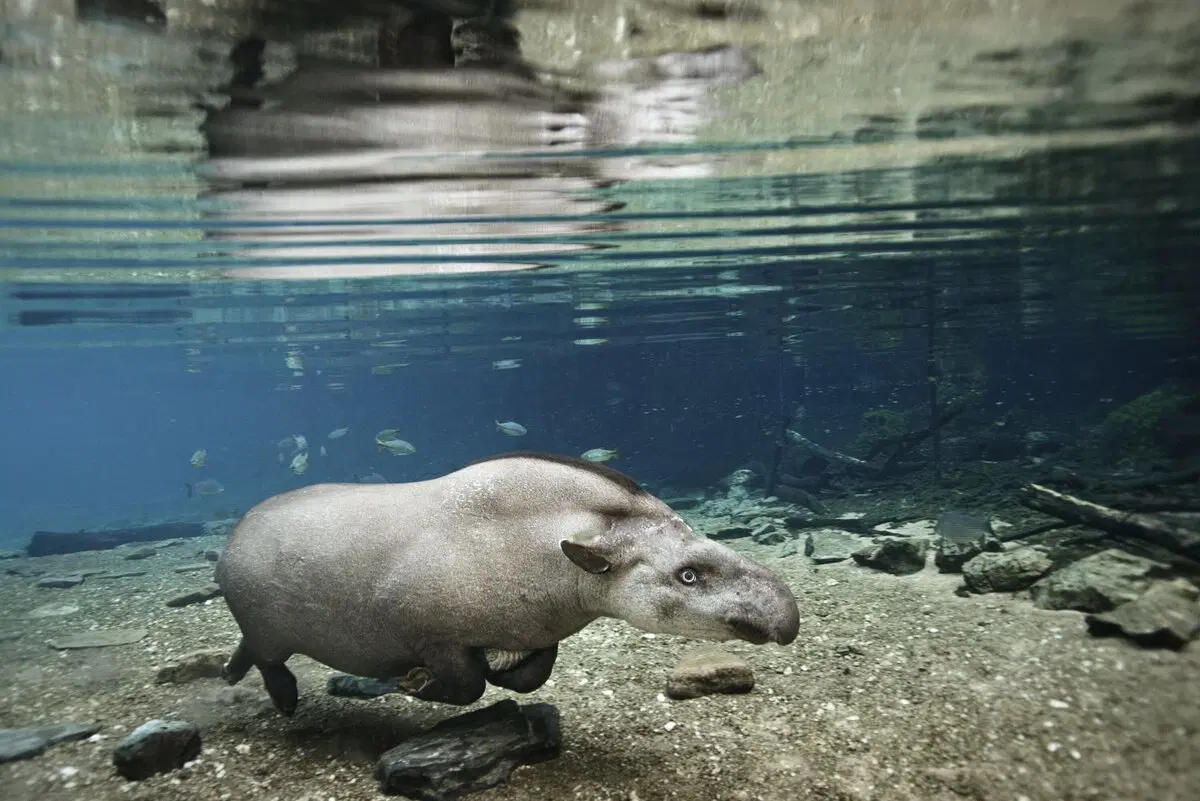 Тапир: Остановился в развитии и ему хорошо. Самое непонятное из крупных животных