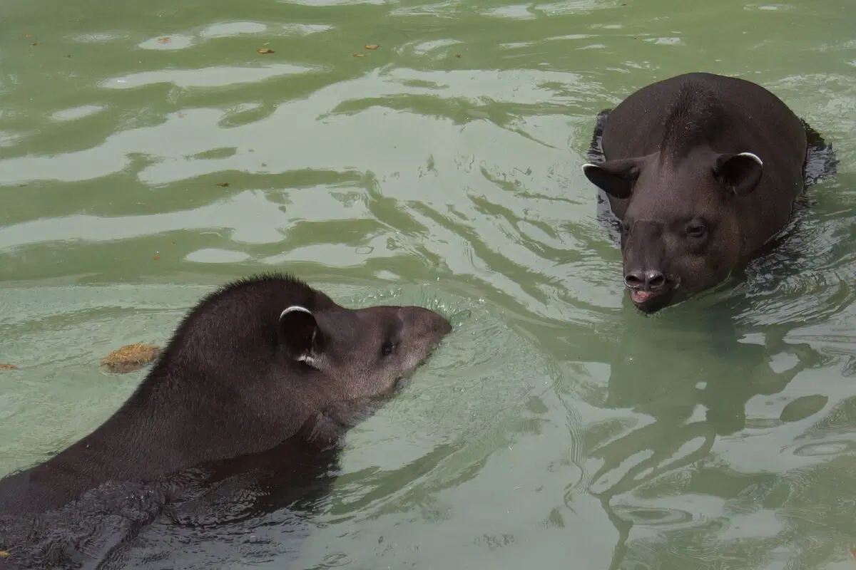 Тапир: Остановился в развитии и ему хорошо. Самое непонятное из крупных животных