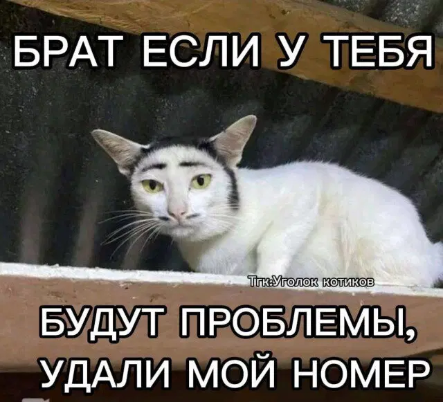 Среда а дичка где?