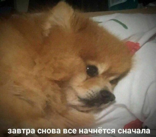 Дичи дичи ачи ачи