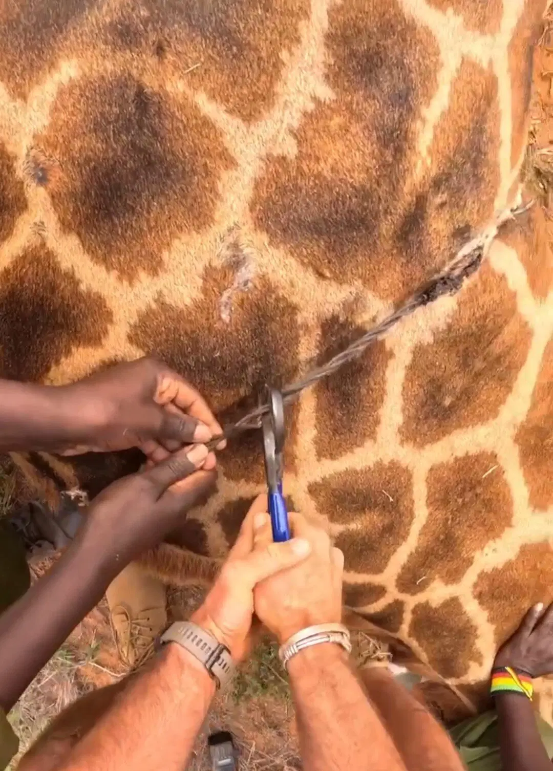 Сложное спасение жирафа