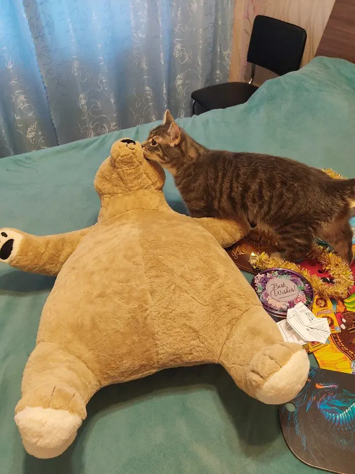 Сэр Макс проводит оценку безопасности подарка.