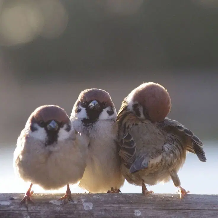 Домовые воробьи – это просто легендарные неудачники. Каким блин образом они умудрились заселить 77% всех стран планеты?