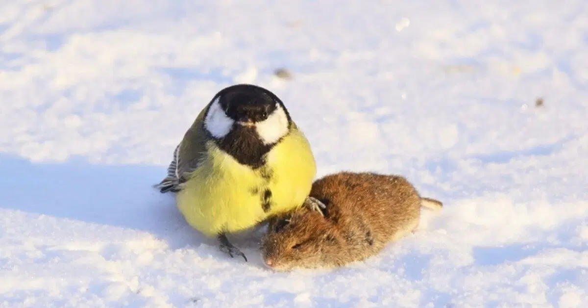 Зачем синиц нужно кормить салом зимой?