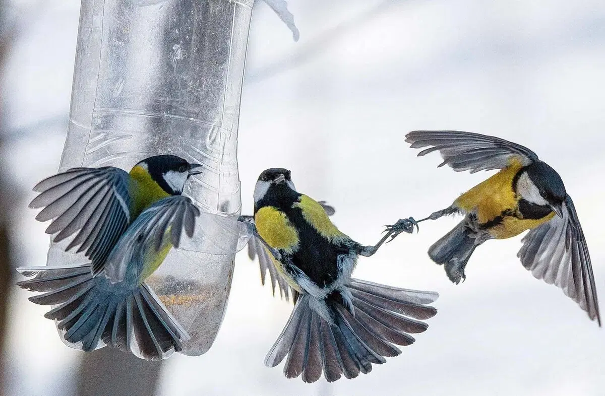 Зачем синиц нужно кормить салом зимой?